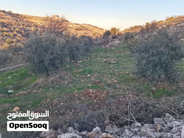 Farm Land for Sale in Ajloun Sakhra