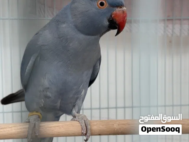 متوه أنثى بنفسجيه