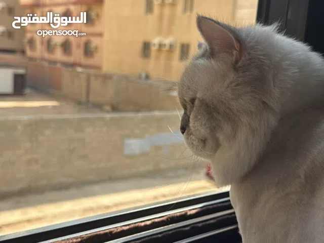 قطة للتبني مع كامل اغراضه