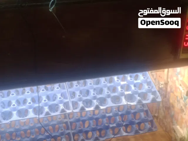فقاسات بيض