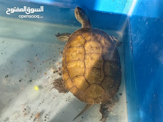 جوز سلاحف مائيه حجم ضخم سلحفاه برمائيه توضع داخل حوض السمك تسبح مع الاسماك و منتجه