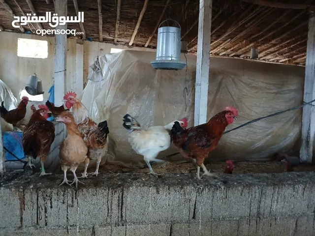 90فروج + 70 عتوقة للبيع عمر 8 اشهر البيع بالجملة المرجو التواصل واتساب Poulet a vendre