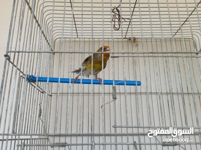 بندوق مسمع حسون للبيع