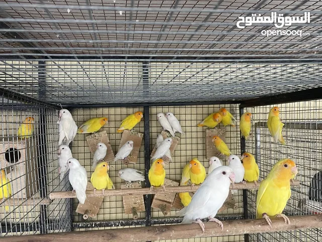 مجموعة لوفبيرد ( البينو + لاتينو اورينج )