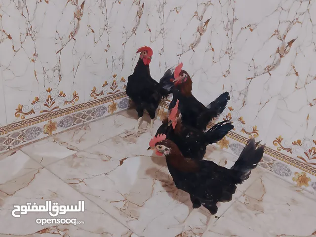 سلام عليكم متاح ديكة كويتي اقرة الوصف