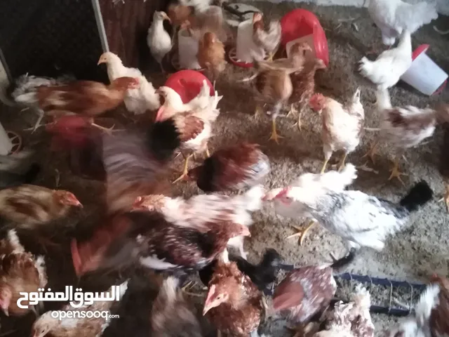 دجاج للبيع نخب واتس اب الحصن
