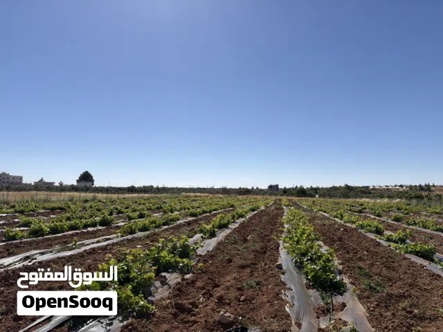 ورق عنب اسود نخب اول