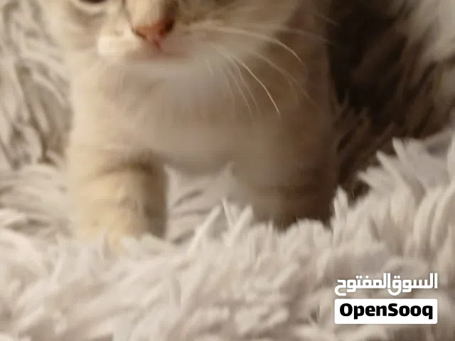 قط NY12 للتزاوج جولدن شيدد، صحة ممتازة وبيدجري متوفر للتواصل خاص