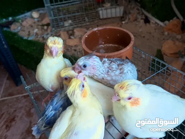 كوكتيل للبيع