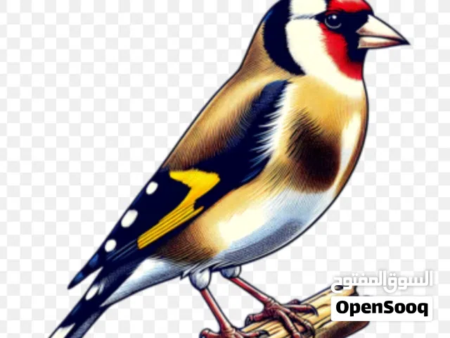 3 عصافير نوع حسون للبيع