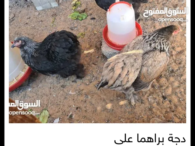 دجاجه برهما سوده عطني سعرك ومنتخلفو