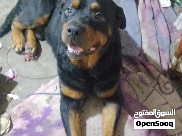 روت وايلر مووت طاعه شراسه اوامر