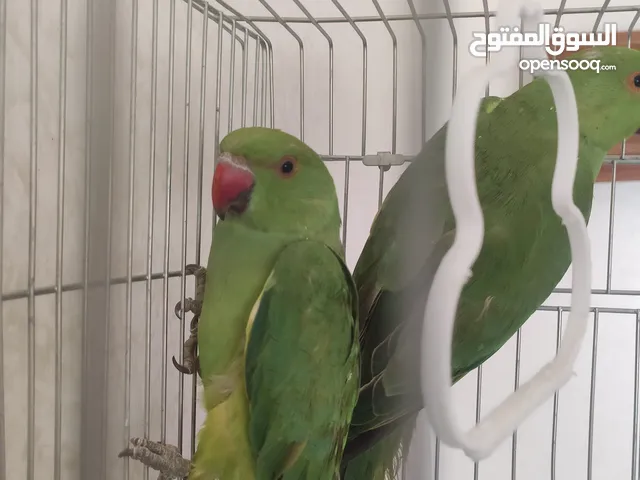 طير ببغاء درة