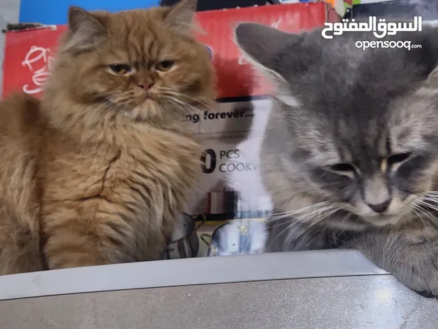 قطط للبيع في بغداد