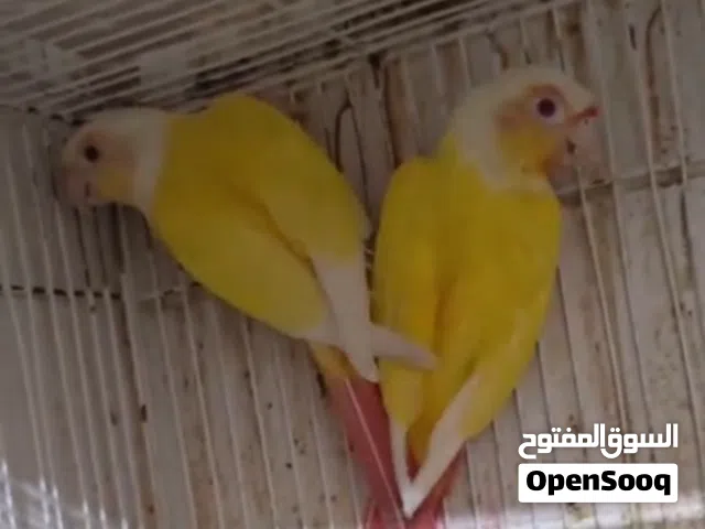 متوفر زوج كنيور فالو