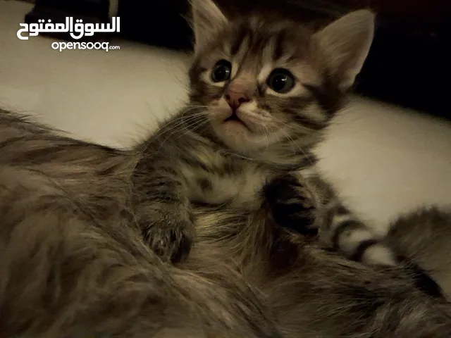قِط شيرازي صغير وكيوت بعمر الشهر ونصف فقط