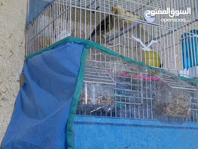 كناريات متزوجات جواها بيض