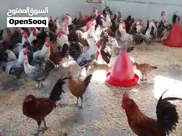 اريد دجاج للبيع بياضات بلدي عمر 5اشهر