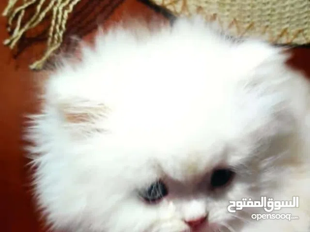 قطط شيرازي اشكال وانواع