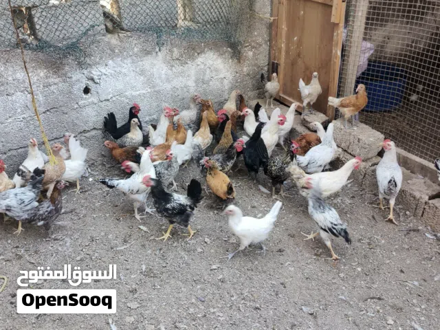 دجاج محلي للبيع
