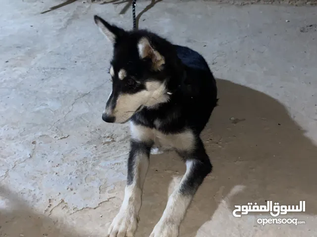 كلب هسكي العمر 4 شهور