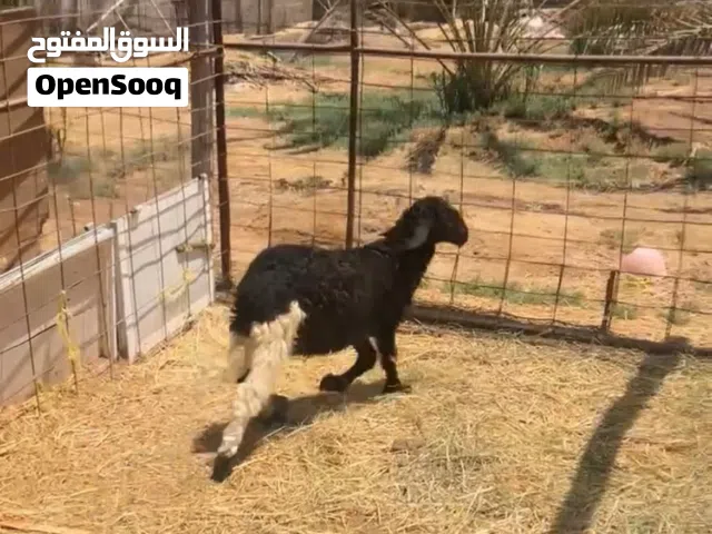 كبش ينفع لتربيه او فحل