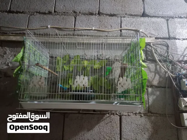 السلام عليكم قفصل للبيع كلشي ما بيع كلش حلو