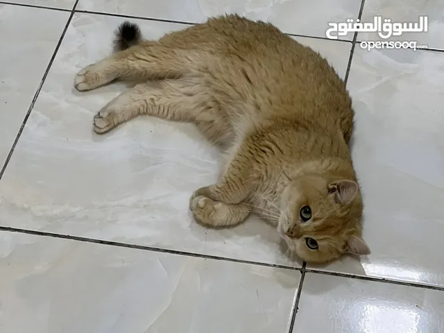 قطتان جميلتان تبحثان عن بيت دافئ Two lovely cats looking for a loving home