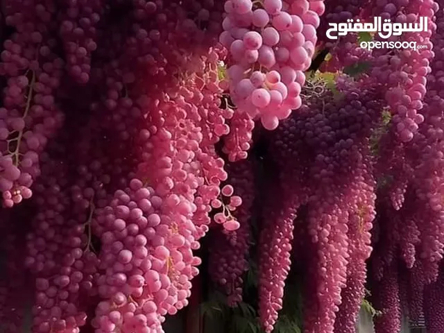 للبيع شركة صرافة تحويلات خارجية ورخصة معهد تدريب اهلي معتمد من الهيئة العامة للتعليم التطبيقي