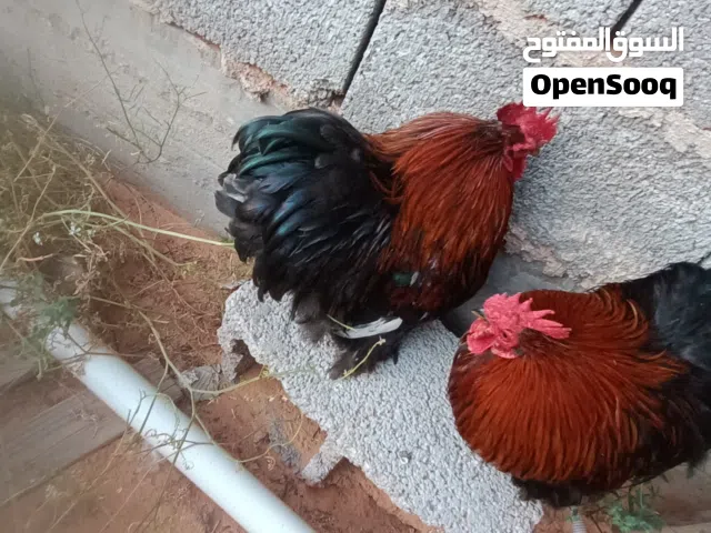سلام عليكم زوز فراريج لامانيات