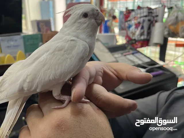 كوكتيل البينو بيصا عين حمرة أليفة حمامة جاهزة للإنتاج والتسليم