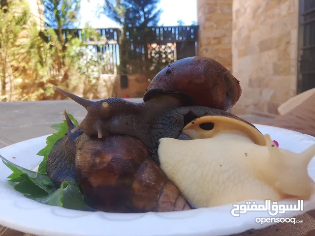 حلزون افريقي بأرخص سعر بالمملكة