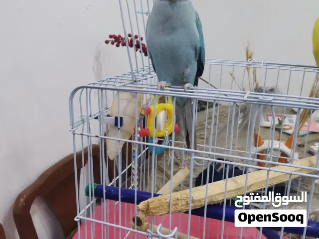ببغاء دره  اليف محجل بدون قفص