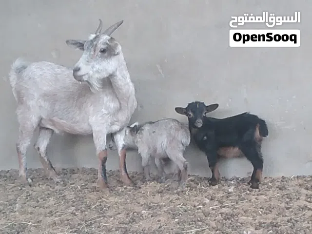 عنز كردية للبيع