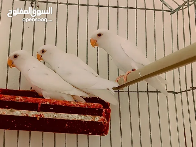 إنتاج ألبينو للبيع ...