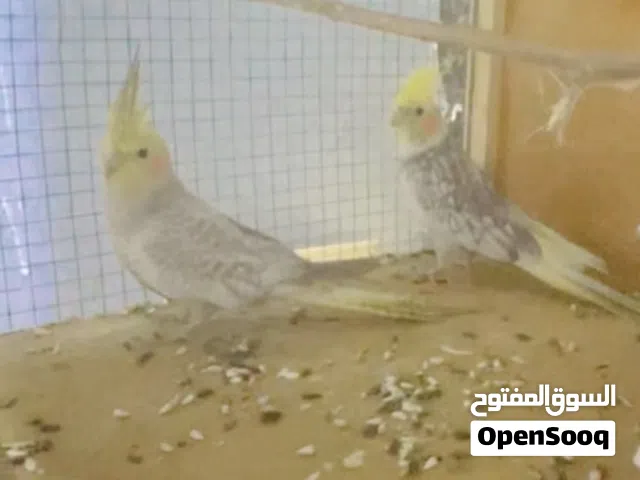 طيور كوكتيل للبيع
