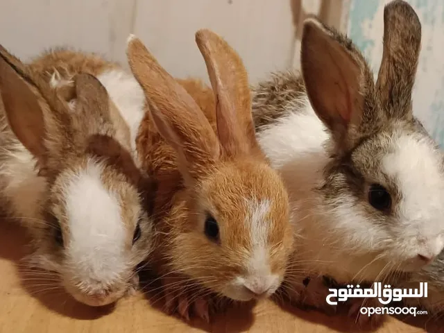3 bunny rabbit