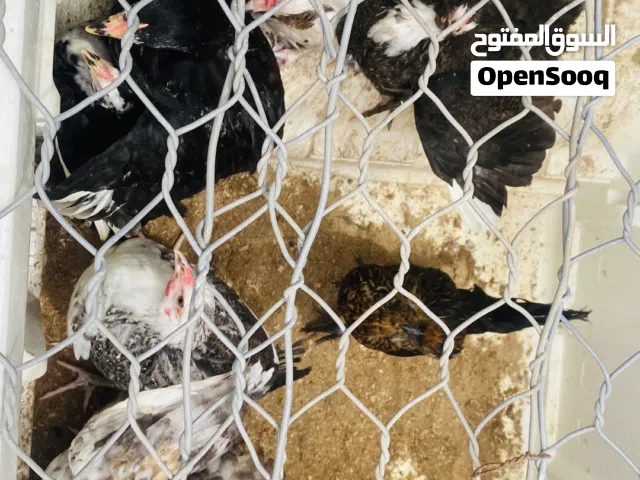 دجاج عربي للبيع