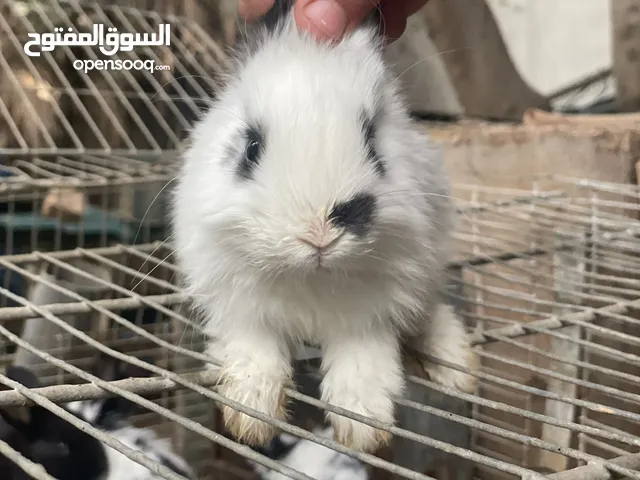 أرانب للبيع