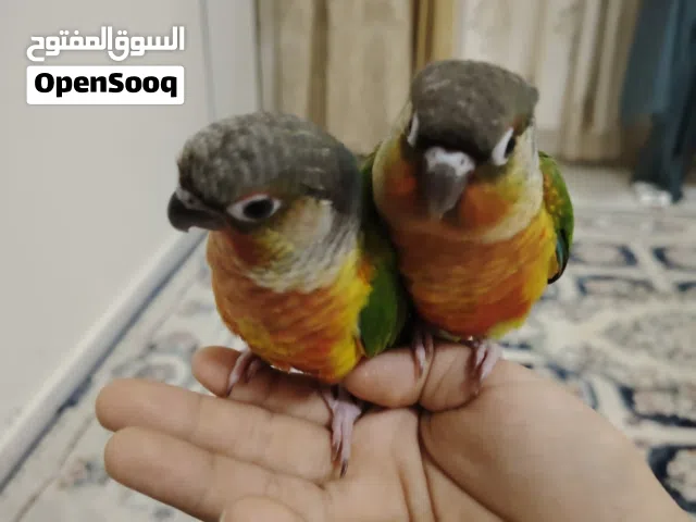 ببغاء كنيور جرين شيك للبيع