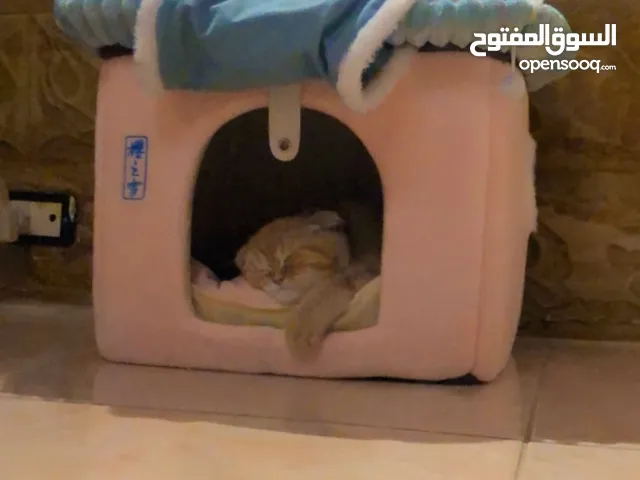 قطة للبيع سكوتش فولد