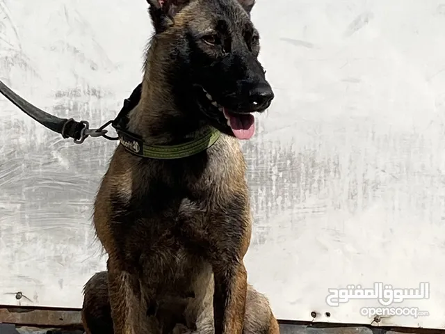 انثى مالينو هايدي