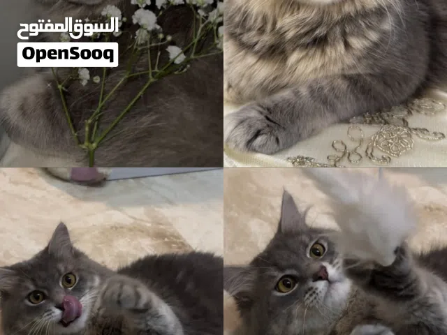 قط ضايع بعجمان