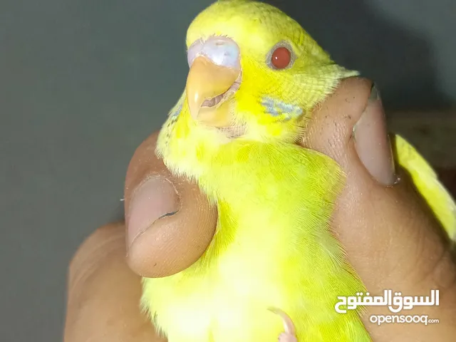 ذكر البينو