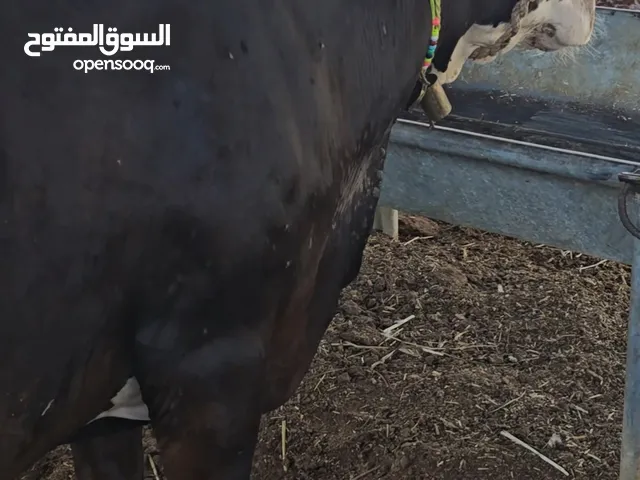 بقره تصلح اضحيه او تربيه