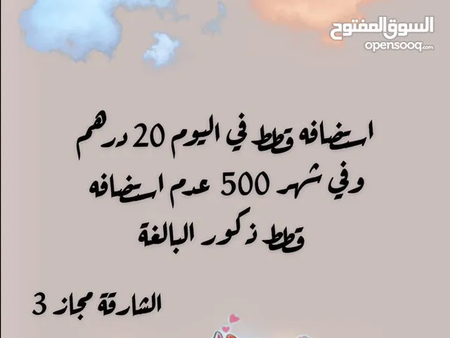استضافة قطط في مجاز 3