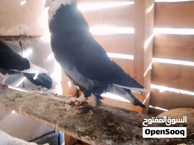 طير كمرلي  (توصيل ماعندي)