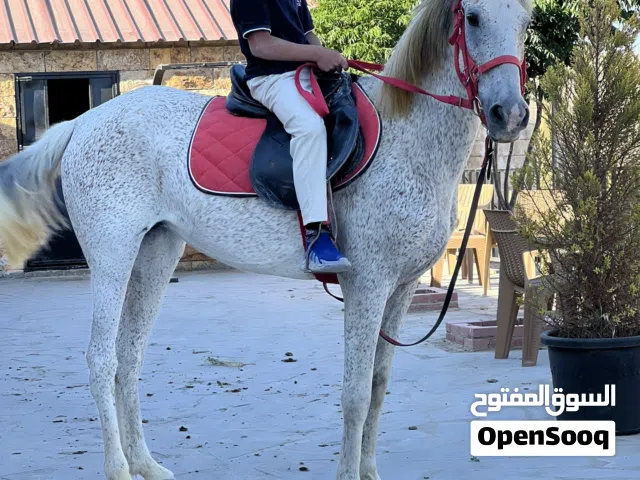 فرس بدوية عالية نخب النخب