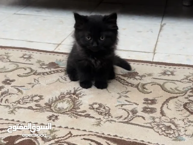 Cute little kitten