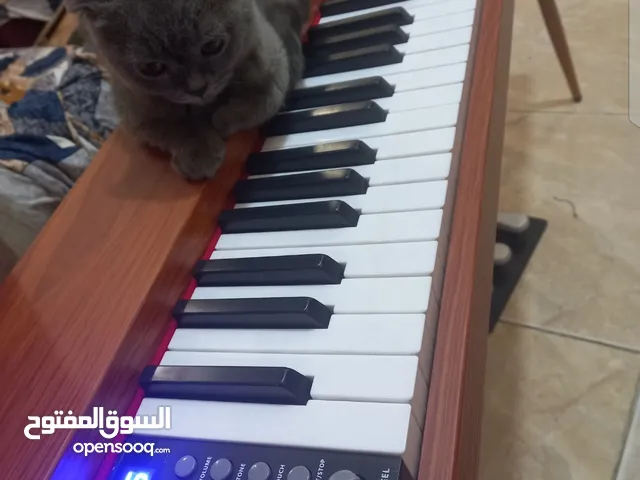 بيانو ديجيتال مع مقعد